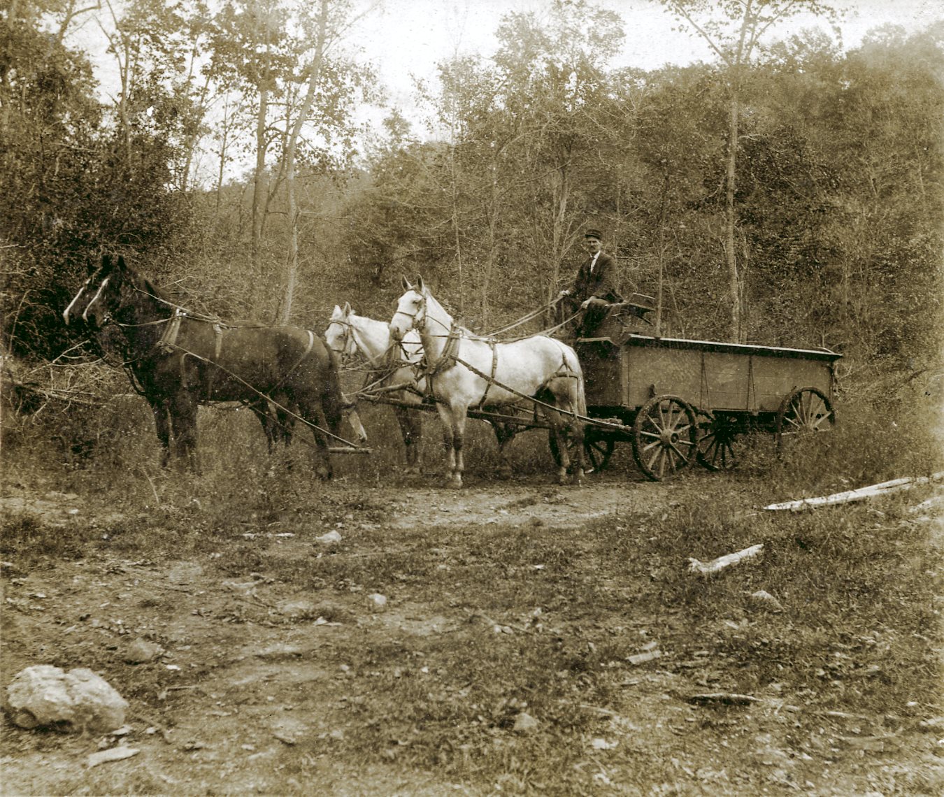 Unknown Man on Ore Wagon with Four Horses Pulling, Somewhere Among Trees in Cripple Creek