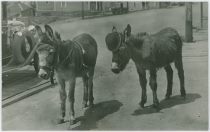 Donkeys/Mules, One with a Hat on Its Head, Possible Along Victor Avenue