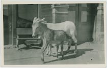 Donkey Love, View of a Two Donkeys/Mules, in Front of Victor City Hall