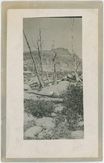 Scenery View, Showing Dead or Burnt Trees In/Near the Cripple Creek Mining District